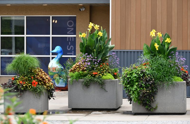 Downtown Lewistown planters full of yellow canna lilies, purple verbena and coleus outside the One-Stop office, with a painted goose statue behind them